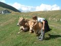 mucche-al-monte-galbiga-lenno